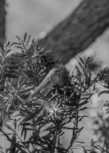 preview bw