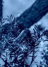 preview cold