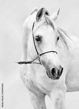 preview bw