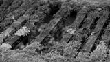 preview bw