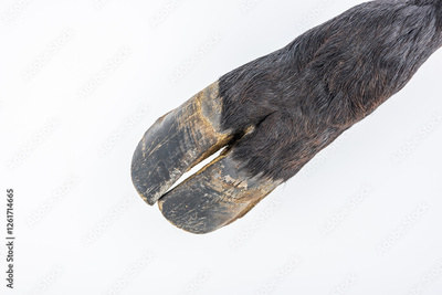 image to crop