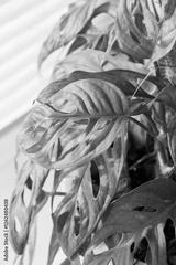 preview bw
