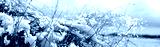 preview cold
