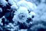preview cold
