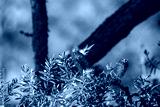 preview cold