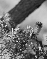 preview bw