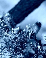 preview cold