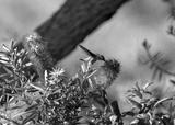 preview bw