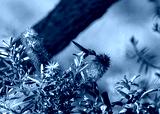 preview cold