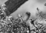 preview bw