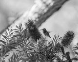 preview bw