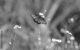 preview bw