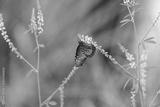 preview bw