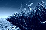preview cold