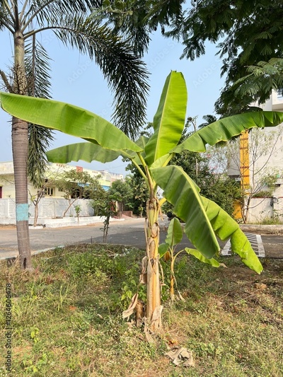 image to crop