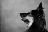 preview bw
