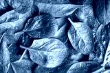 preview cold