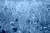 preview cold