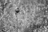 preview bw