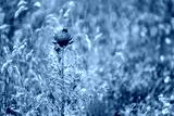 preview cold