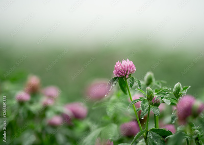 image to crop