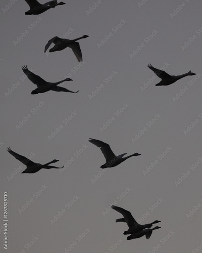 image to crop