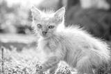 preview bw