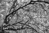 preview bw