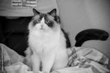 preview bw