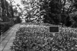 preview bw