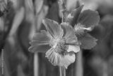 preview bw