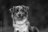preview bw