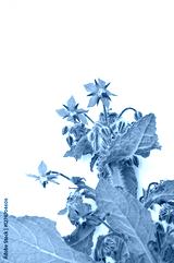 preview cold