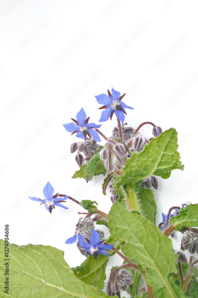 image to crop