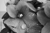 preview bw