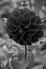 preview bw