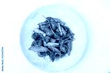 preview cold