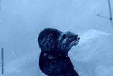 preview cold