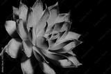 preview bw