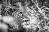 preview bw