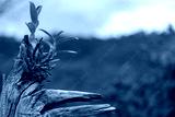 preview cold