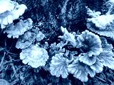 preview cold