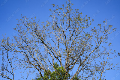 image to crop