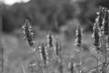preview bw