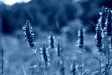 preview cold