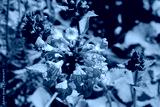 preview cold