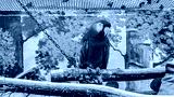 preview cold