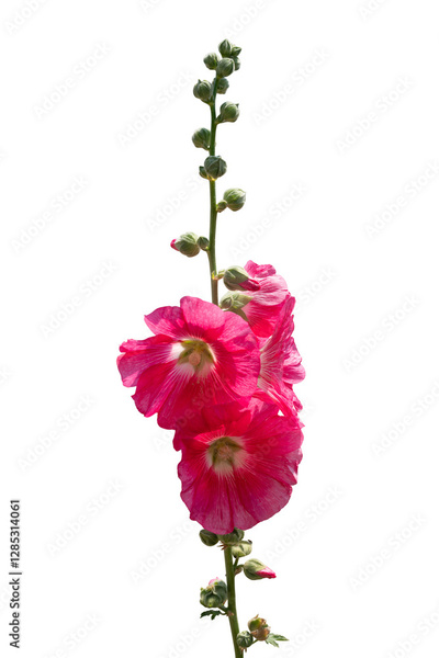 image to crop