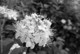 preview bw