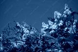 preview cold